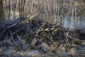 Beaver burrow in Winter
