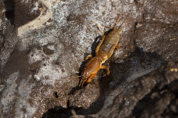 Agricultural pests on the soil of the european mole cricket. Selective focus. Insects - agricultural pests