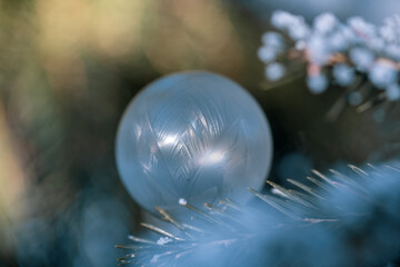 Fototapeta na wymiar frozen soap bubble on a conifer at a frosty winter morning in december