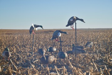 Spinning wing decoys in a cornfield