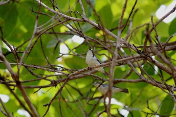 ave - saíra de chapéu preto - nemosia pileata
