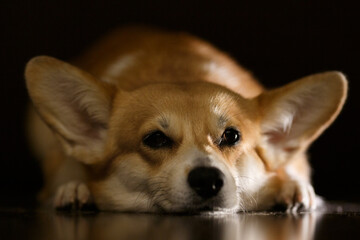 An adorable brown corgi dog sleeps on dark wooden floor, waiting for owner of the house. Corgis lie down and relax in the sunlight in the morning. Animal friendship concept