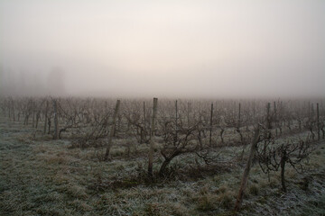 rheinhessen im winter