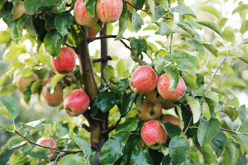 Seasonal great harvest at garden at summer or autumn. Ripe, juicy red organic apples on tree