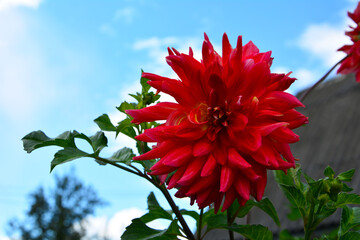 red dahlia flower