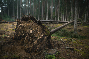 Fallen trees in the forest. Natural disaster - wind calamity.