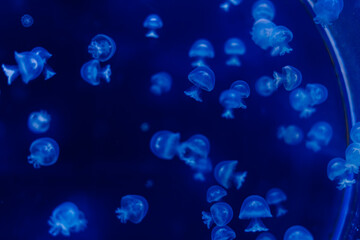 A group of light blue jellyfish swimming in a water