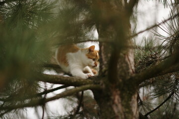 Ginger kitten walk on a pine tree in the garden