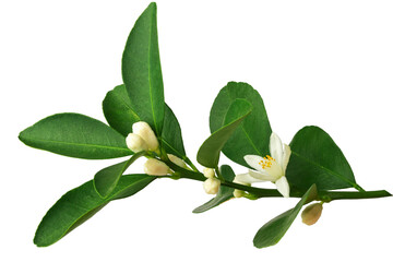 a branch of an orange or tangerine tree with fruits and flowers, isolated on a white background