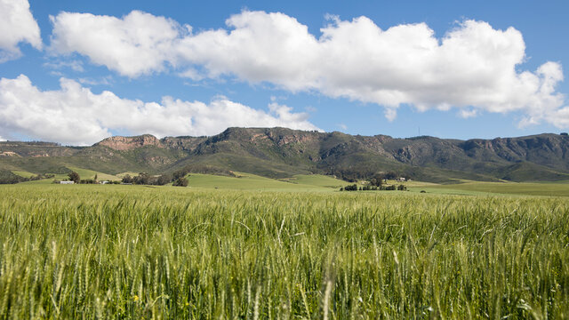 Green wheat fields streaching far with mountains and cloudy blue sky background 
