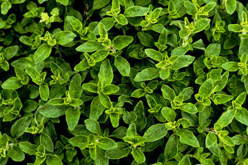 Marjoram herb - Origanum vulgare foliage background