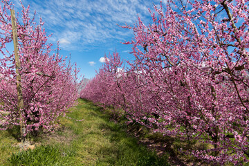 Peach tree orchard in full bloom with blue sky