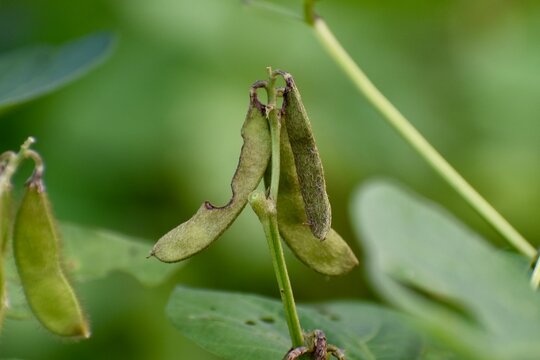 soybean, soy bean, or soya bean (Glycine max) crops pod is damaged by agricultural pests.