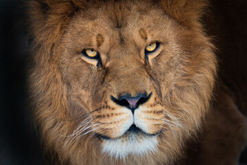 Fototapeta na wymiar portrait of a beautiful lion isolated on white background