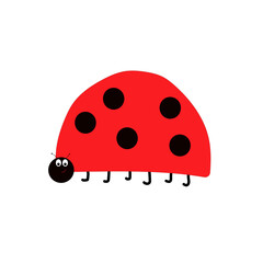 ladybug on white background