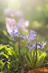 Fototapeta na wymiar Wonderful hyacinth flowers bloom outdoors in spring on a sunny day