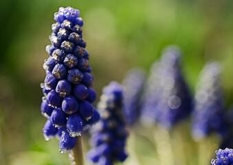 Little spring blue Muscari flowers bloom outdoors
