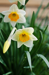 Obraz premium Wonderful daffodil flowers bloom in spring outdoors