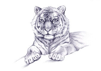 Recumbent tiger drawn with  simple pencil. Graphic illustration. Symbol of  year.