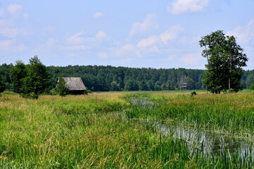 A view of a vast field or meadow full of trees, shrubs, greenery and herbs with some rural buildings located in the distance seen on a sunny summer day on a Polish countryside during a hike