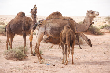 Camels in Sahara Desert, in layoun morocco, Herd of camels