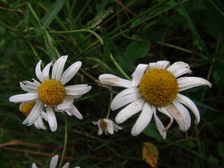 Obraz premium daisies after the rain on the background of grass