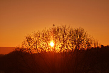 Naklejka premium The bird stands on top of a tree,through whose canopy the first morning sun breaks through