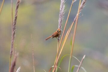 Spot-breasted parrotbill (Paradoxornis guttaticollis) at Walong, Arunachal Pradesh, India