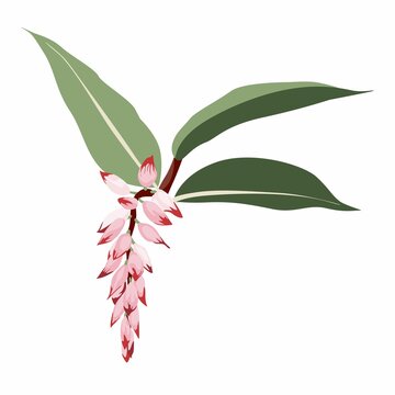 Pink Alpinia zerumbet shell ginger exotic plant blossom. Isolated simple colored botanical flower.