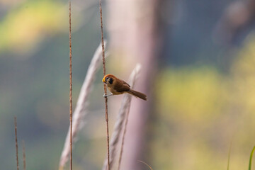 Spot-breasted parrotbill (Paradoxornis guttaticollis) at Walong, Arunachal Pradesh, India