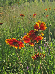 Graceful.Composition 1