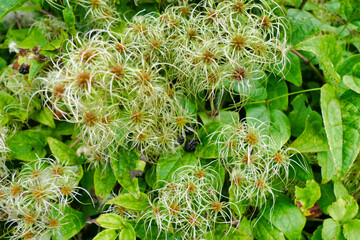 Clematis vitalba aka Wild Clematis or Old Man's Beard spreading over brambles

