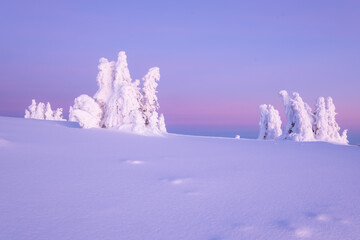 Frozen trees covered with snow in the mountains