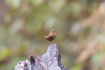 Eurasian wren (Troglodytes troglodytes) at at Walong, Arunachal Pradesh, India