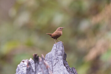 Eurasian wren (Troglodytes troglodytes) at at Walong, Arunachal Pradesh, India