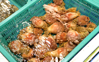 Seafood at the fish market in Korea
