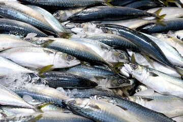 Seafood at the fish market in Korea