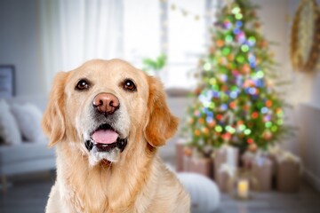 Cute domestic dog posing in christmas setting