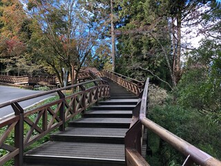 Fototapeta na wymiar wooden bridge in the forest @ 阿里山 (alishan)