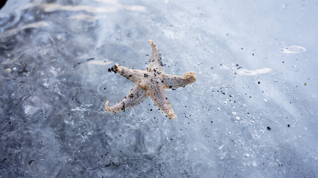 Starfish in frozen water in Arctic terrain