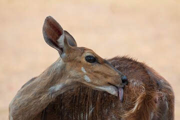 Bushbuck licking his fur