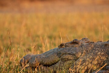 Crocodile in autumn colours
