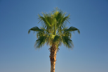 The top of a palm tree with foliage against a clear, blue sky on a bright sunny day