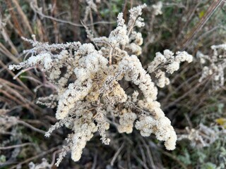 Close up of seed head bloom of white flower strands in bare Winter bed in organic country garden in frost day time bird's eye view