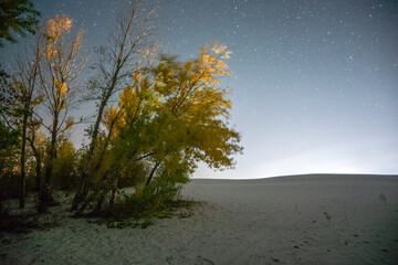tree on the beach forest in the night . Night landscape. Nightsky and clouds . Stars in the sky . Lights of the city . 