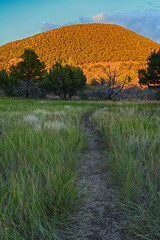 Nature at Volcano park in New Mexico