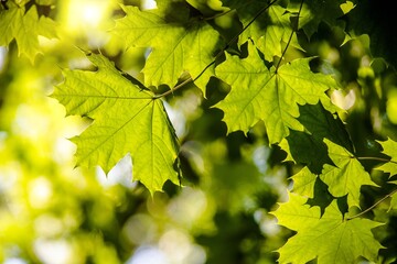 Green nature background with maple leaves
