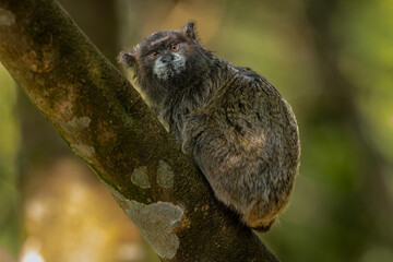 Fototapeta premium Black-mantled tamarin perched in a tree