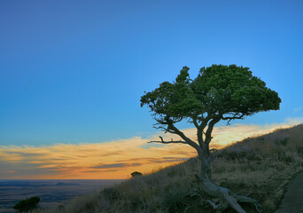 Nature at Volcano park in New Mexico