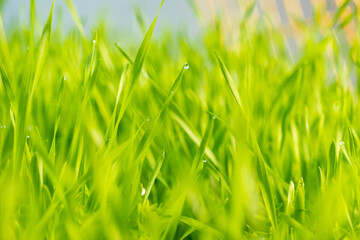 Field with sprouts of oats in the early morning. Young sprouts of wheat, closeup view.